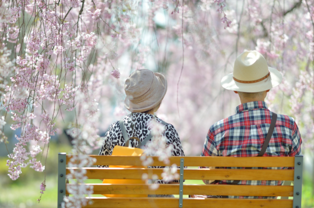 高齢夫婦がベンチに座り桜鑑賞を楽しむ