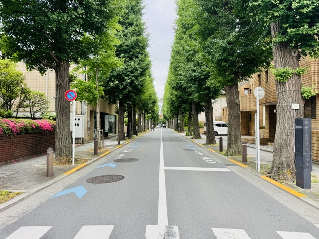 成城学園前の新緑のイチョウ並木